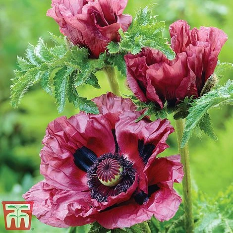 Poppy 'Pattys Plum' 1 Poppy 'Pattys Plum'