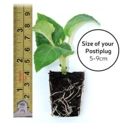 Fuchsia 'Lady In Black' 7 Fuchsia 'Lady In Black' -Tulip Bloom postiplugsize61