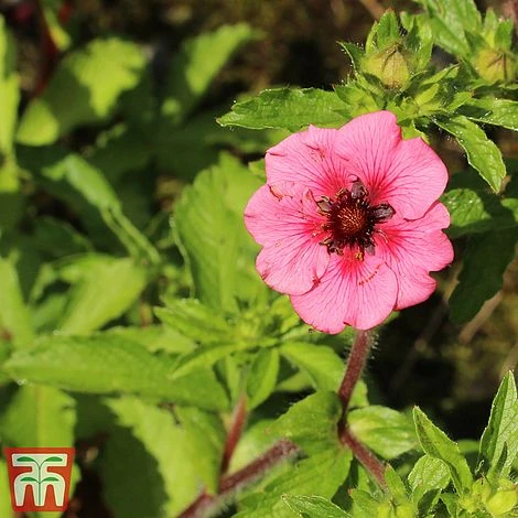 Potentilla Nepalensis 'Miss Wilmott' 3 Potentilla Nepalensis 'Miss Wilmott' - Image 3