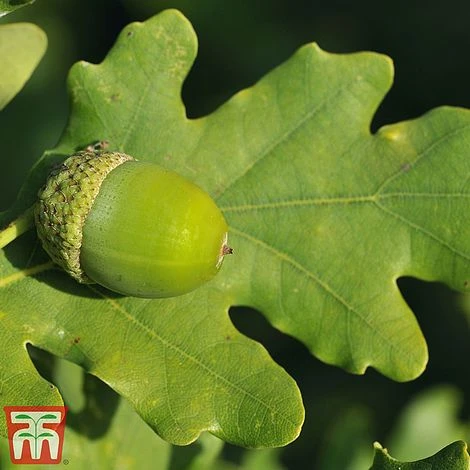 Truffle Tree - Oak 2 Truffle Tree - Oak - Image 2