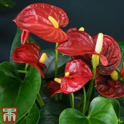 Anthurium Aqua - Gift -Tulip Bloom red211