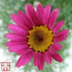 Rhodanthemum 'Marrakech' 5 Rhodanthemum 'Marrakech' -Tulip Bloom rhod2