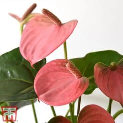 Anthurium Aqua Salmon In Sierglass -Tulip Bloom salmon21