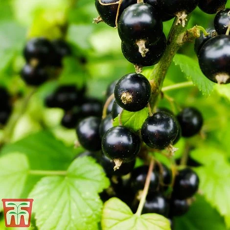 Blackcurrant 'Ben Sarek' 2 Blackcurrant 'Ben Sarek' - Image 2