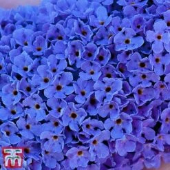 Buddleja 'Buzz® Sky Blue' 8 Buddleja 'Buzz® Sky Blue' -Tulip Bloom sky