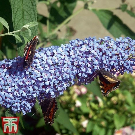 Buddleja 'Buzz® Sky Blue' 3 Buddleja 'Buzz® Sky Blue' - Image 3