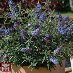 Buddleja 'Buzz® Sky Blue' 9 Buddleja 'Buzz® Sky Blue' -Tulip Bloom sky4