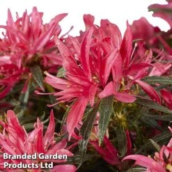 Azalea 'Starstyle Pink' -Tulip Bloom starpink2
