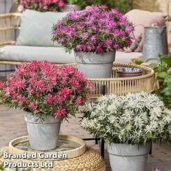 Azalea 'Starstyle Pink' -Tulip Bloom starstyle