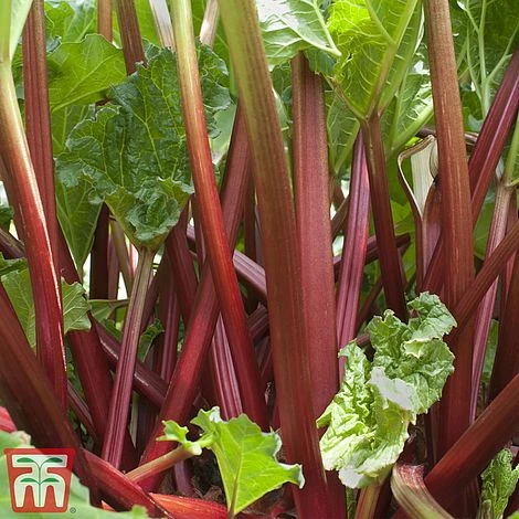 Rhubarb 'Sanvitos® Summer' 2 Rhubarb 'Sanvitos® Summer' - Image 2