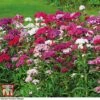 Sweet William 'Mixed'