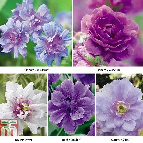 Geranium 'Hardy Doubles Mix' 1 Geranium 'Hardy Doubles Mix'