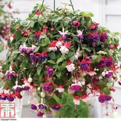 New Arrival 17 Fuchsia Trailing Pre-Planted Basket