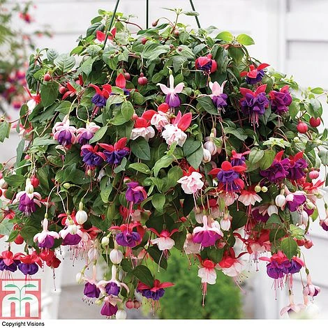 Fuchsia Trailing Pre-Planted Basket 1 Fuchsia Trailing Pre-Planted Basket