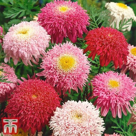 Tanacetum Coccineum 'Semi-double Mix' 1 Tanacetum Coccineum 'Semi-double Mix'