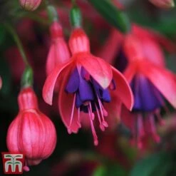 New Arrival 19 Fuchsia 'Tom Thumb' (Hardy)