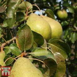 Apple & Pear Duo -Tulip Bloom tpear