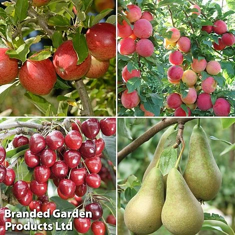 Mini Orchard Collection 1 Mini Orchard Collection