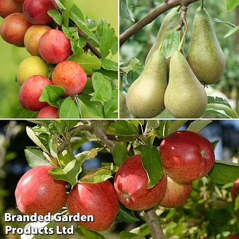 Mini Orchard Trio 1 Mini Orchard Trio