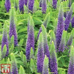 Veronica Spicata 'Royal Candles' -Tulip Bloom veroni3