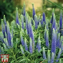 Veronica Spicata 'Royal Candles' -Tulip Bloom veroni4
