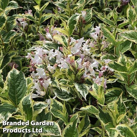 Weigela 'Nana Variegata' 1 Weigela 'Nana Variegata'
