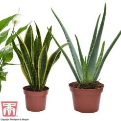 Wellbeing Collection -Tulip Bloom well3