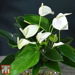 Anthurium Aqua - Gift -Tulip Bloom white261