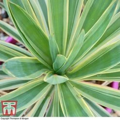 Yucca Filamentosa 'Bright Edge'