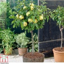 Fruit Tree Collection (Mini Fruit Tree) -Tulip Bloom z APPL T10395 A
