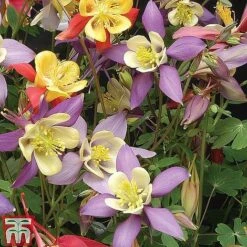 Small Best Value Perennial Collection -Tulip Bloom z AQUI T74426 B13