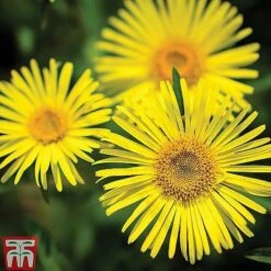 Small Best Value Perennial Collection -Tulip Bloom z DORO T64096 B2