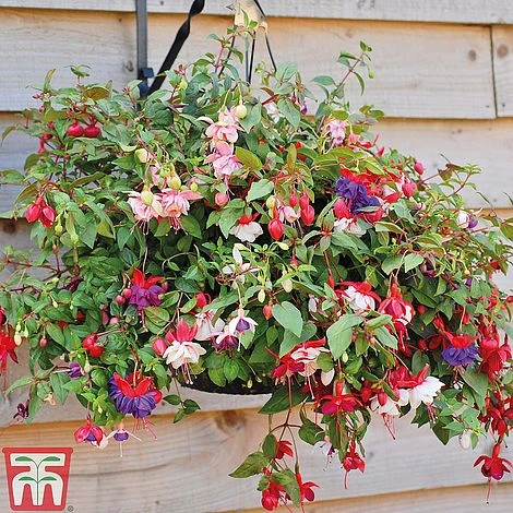 Fuchsia Trailing Pre-Planted Basket 3 Fuchsia Trailing Pre-Planted Basket - Image 3