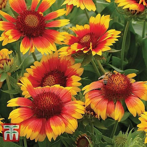 Gaillardia 'Mesa Bright Bicolour' 2 Gaillardia 'Mesa Bright Bicolour' - Image 2