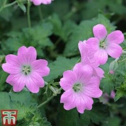Geranium Hardy Mixed 9 Geranium Hardy Mixed -Tulip Bloom z GERA T80199 E1