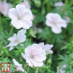 Geranium Hardy Mixed 7 Geranium Hardy Mixed -Tulip Bloom z GERA sang al