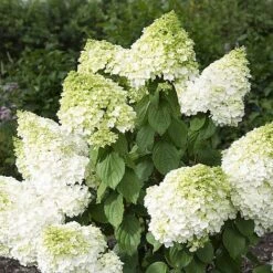Hydrangea Paniculata 'Magical Moonlight' -Tulip Bloom z HYDR V57907 A h