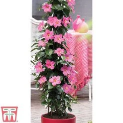 Mandevilla Sanderi 'Bloom Bells&reg;' Trio -Tulip Bloom z MAND TKA6594 A