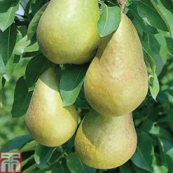 Fruit Tree Collection (Mini Fruit Tree) -Tulip Bloom z PEAR T42025 A h