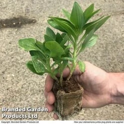 Alstroemeria 'Valley' Collection (Summer Paradise Series) 9 Alstroemeria 'Valley' Collection (Summer Paradise Series) -Tulip Bloom zalstro jumbo size19