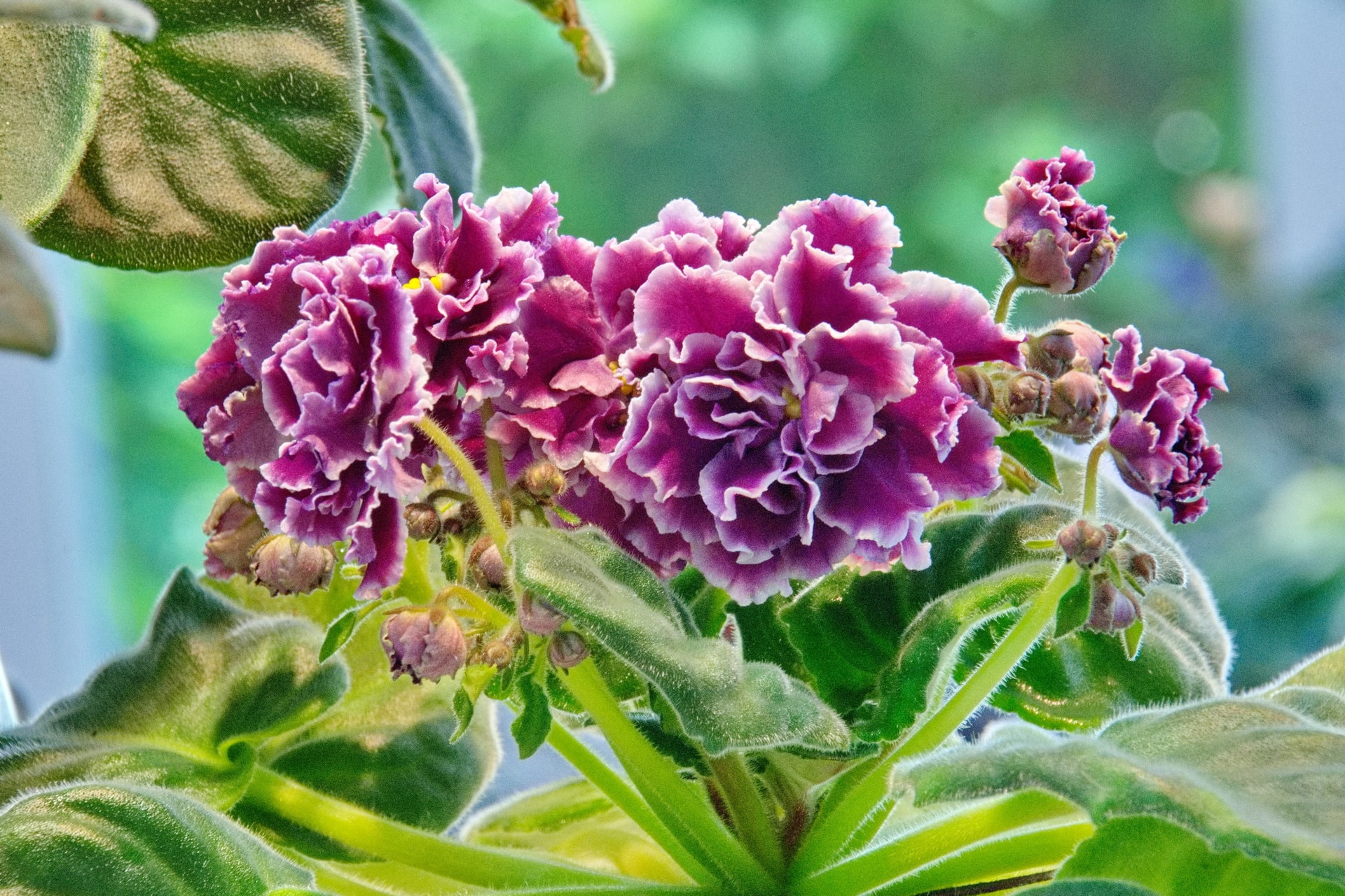 Tulip Bloom 30 Tulip Bloom -Tulip Bloom 2023 0520 NK 13 min